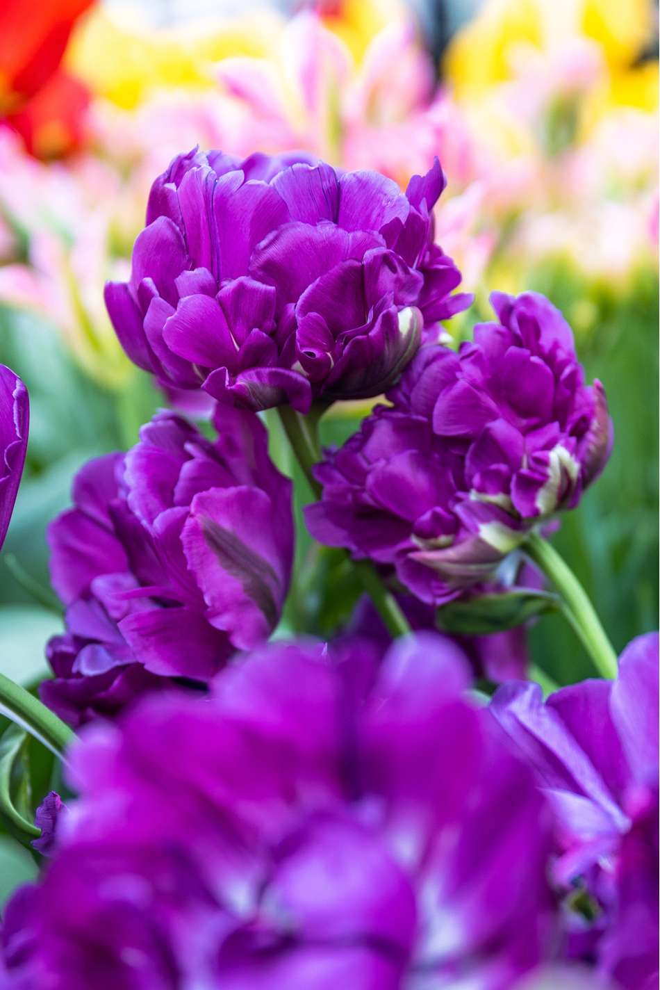 Tulpan 'Double Negrita'